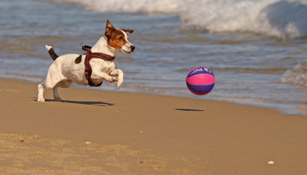 A happy dog playing in the surf at a beautiful dog-friendly beach.