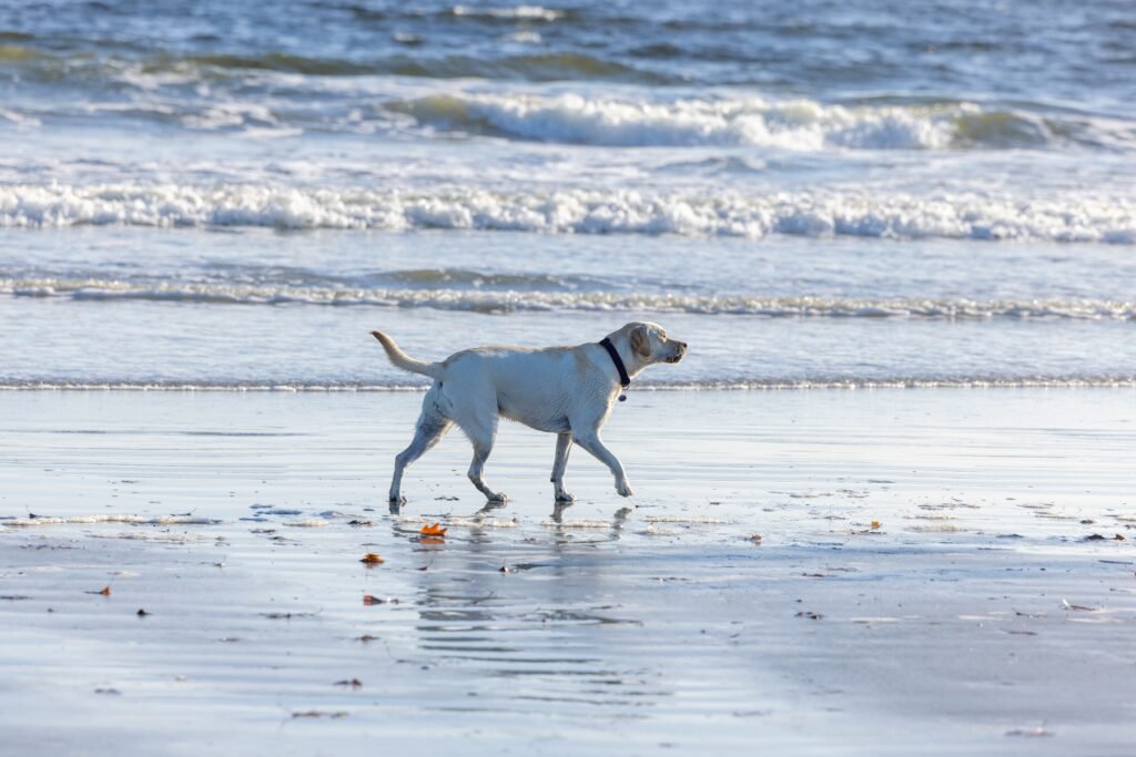 A happy dog playing in the surf at a beautiful dog-friendly beach.